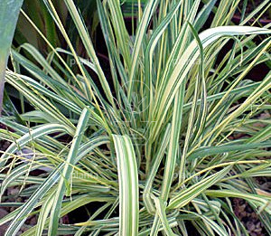 Molinia caerulea 'Variegata'