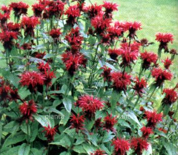 Monarda 'Cambridge Scarlet'