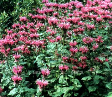 Monarda 'Croftway Pink'
