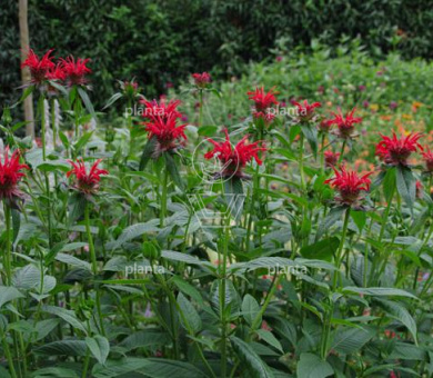 Monarda 'Jacob Cline'