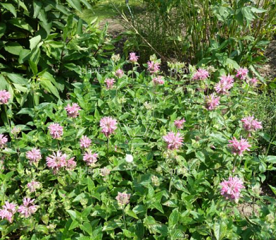 Monarda 'Marshall's Delight'
