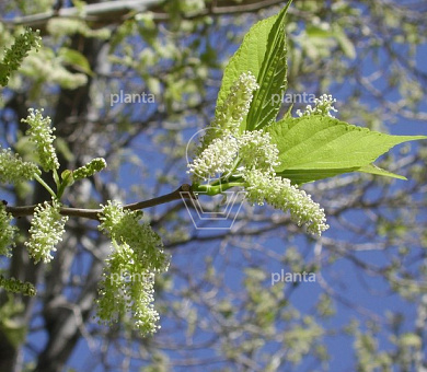 Morus alba 'Fruitless'