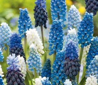 Muscari 'Magic Mix'