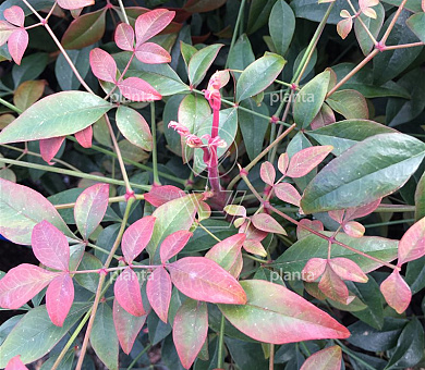Nandina domestica 'Obsessed'