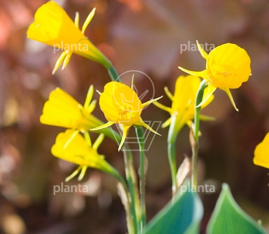 Narcissus 'Golden Bells'