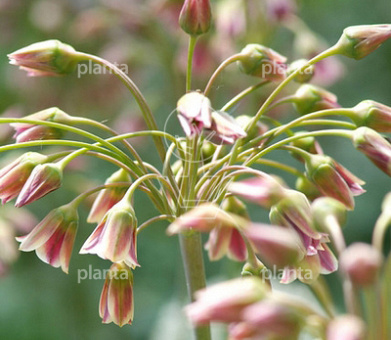 Allium Nectaroscordum siculum