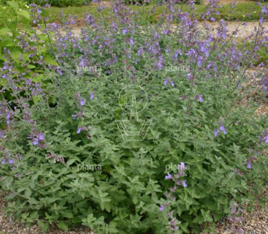 Nepeta 'Dropmore'