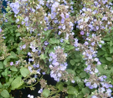 Nepeta 'Purrsian Blue' 