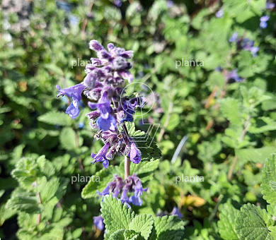 Nepeta faassenii 'Blue Wonder'