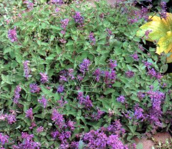 Nepeta faassenii