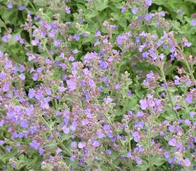 Nepeta faassenii 'Kit Cat'