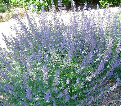 Nepeta faassenii 'Senior'