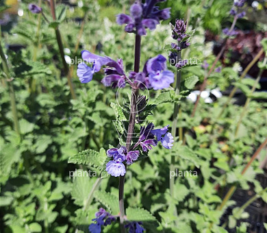 Nepeta faassenii 'Six Hills Giant'