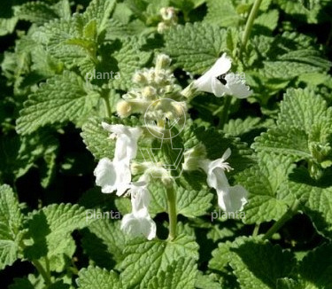 Nepeta faassenii 'Snowflake'