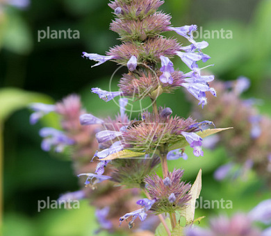 Nepeta kubanica