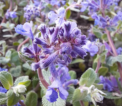 Nepeta racemosa 'Grog'
