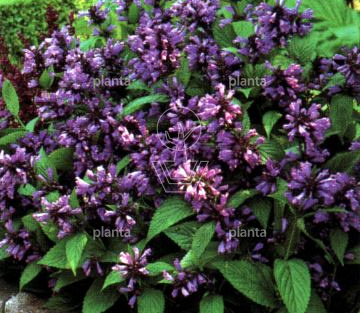 Nepeta subsessilis