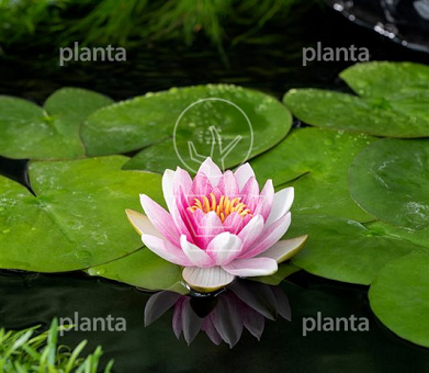 Nymphaea 'Attraction'