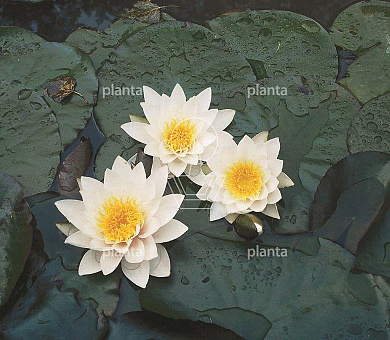Nymphaea 'Pygmaea Alba'