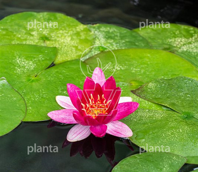 Nymphaea 'Pygmaea Rubra'