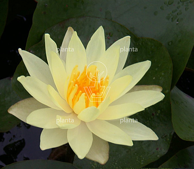 Nymphaea 'Sulphurea'