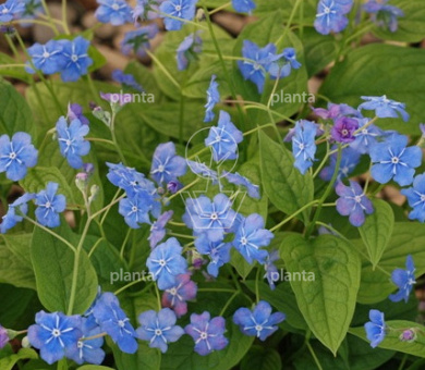 Omphalodes verna