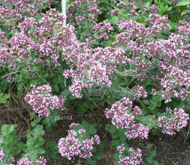 Origanum laevigatum 'Rosenkuppel'