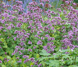Origanum laevigatum 'Herrenhausen'