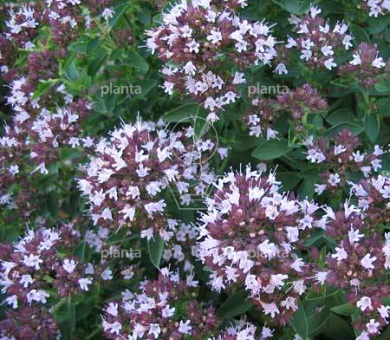 Origanum vulgare 'Compactum'