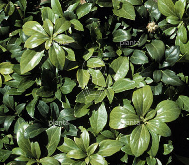 Pachysandra terminalis 'Green Sheen'
