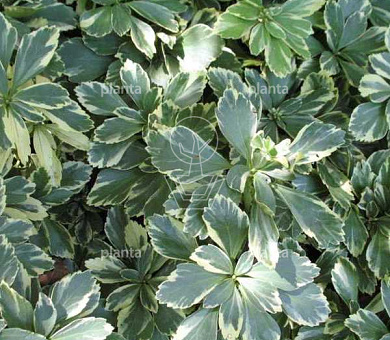Pachysandra term. 'Variegata'