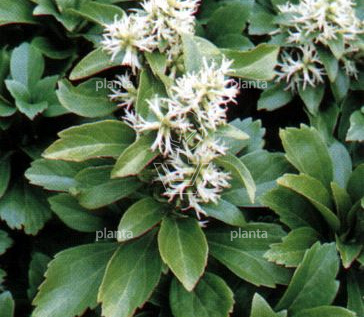 Pachysandra terminalis