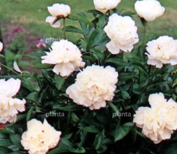 Paeonia (LD) 'Duchesse de Nemours'
