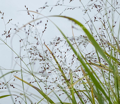 Panicum virgatum 'Prairie Sky'