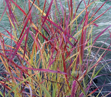 Panicum virgatum 'Rotstrahlbusch'