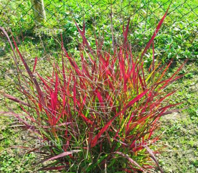 Panicum virgatum 'Shenandoah'