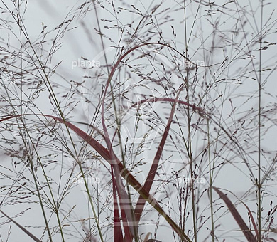 Panicum virgatum 'Squaw'