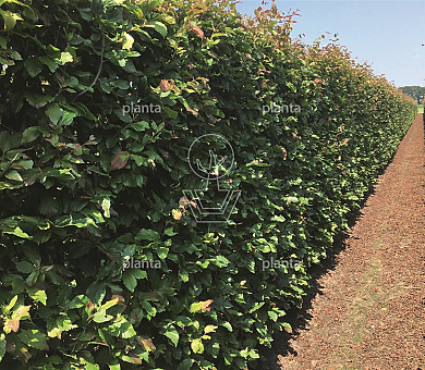 Parrotia persica 'Vanessa'