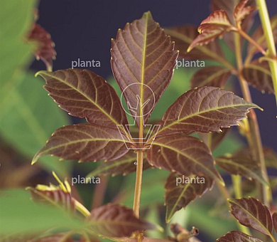 Parthenocissus henryana