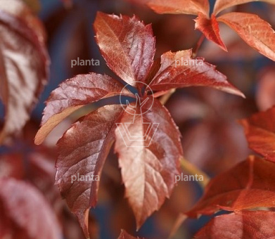 Parthenocissus quinquefolia