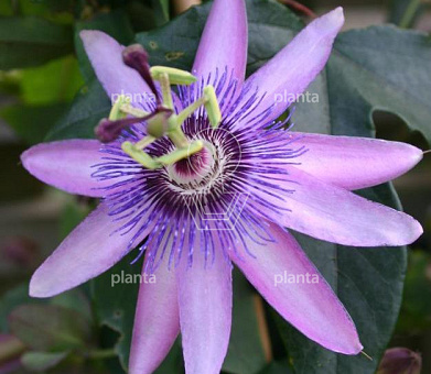 Passiflora 'Amethyst'