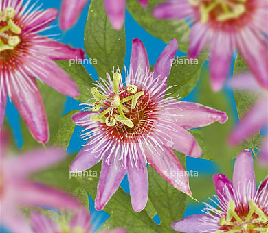 Passiflora 'Anastasia'