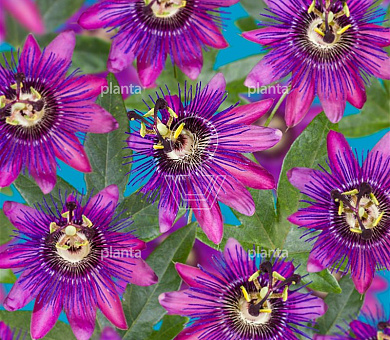 Passiflora 'Beervelde'