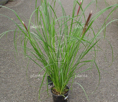 Pennisetum alopecuroides 'Red Head'