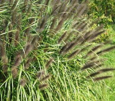 Pennisetum alopecuroides 'Black Beauty'
