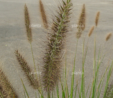 Pennisetum alopecuroides 'Viridescens'