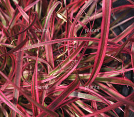 Pennisetum setaceum 'Fireworks'
