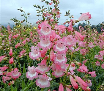 Penstemon 'Apple Blossom'