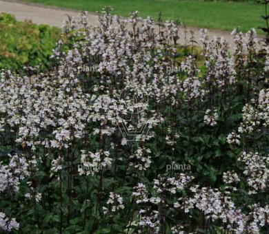 Penstemon digitalis 'Husker Red'