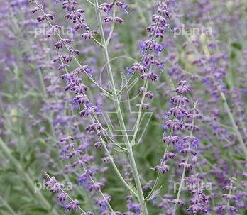 Perovskia atriplicifolia 'Blue Spire'